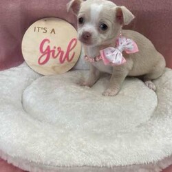Purebred Chihuahua Pups/Chihuahua (Smooth Coat)/Both/Younger Than Six Months,I have a beautiful litter of chihuahua pupsThey will come vaccinated , microchipped , wormed , vet checked with copyThese little gems are very friendly , playful & loveableThey will come with a puppy packFemales & Males availableCertain pups can come with pedigree papersCall or text for more infoCan freight pups at buyers expensePups will be ready on the 15th of July when they’re 8 weeks of ageNO time wasters !