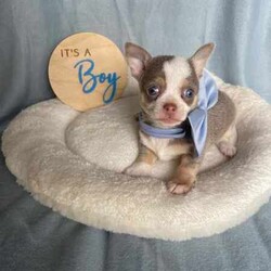 Purebred Chihuahua Pups/Chihuahua (Smooth Coat)/Both/Younger Than Six Months,I have a beautiful litter of chihuahua pupsThey will come vaccinated , microchipped , wormed , vet checked with copyThese little gems are very friendly , playful & loveableThey will come with a puppy packFemales & Males availableCertain pups can come with pedigree papersCall or text for more infoCan freight pups at buyers expensePups will be ready on the 15th of July when they’re 8 weeks of ageNO time wasters !
