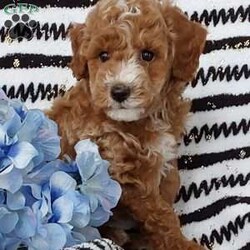 Riley/Miniature Poodle Mix									Puppy/Male	/6 Weeks,Sweet lil cuddly Riley… is family raised with tender loving care and is well socialized with children and adults Caring heart and sweetness made for a special friend who will always be there comforting you with lots of love!! We have 3 children so our fur-babies get lots of attention! Riley is vet health checked! You would get along vet certificate, microchip numbers, health records, warranty thats good for up to 1 year and a lil baggy food! If you would like to schedule a visit contact Susan and will arrange a time for you to meet Riley! 