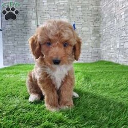 SABAN/Bernedoodle									Puppy/Male	/6 Weeks,LOOK AT ME! LOOK AT MY EYES  THEY ARE PARTLY  BLUE! I’m an F1B HYPOALERGENIC  little ball of fur. Come meet me or I can be transported to your front door for a small additional fee. Text or call for more information. 