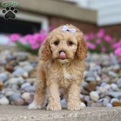 Darla/Cockapoo									Puppy/Female	/8 Weeks,Meet Darla, a gorgeous, Cockapoo! She is one in a million. With silky soft fur, sparkling puppy-dog-eyes and sweet puppy kisses, this little girl will steal your heart from the very first moment you meet her. Playtime and tummy rubs are her favorite and she will always find a way to make you smile with her cute puppy antics. She has been loved and doted on since birth and will be the perfect companion to go everywhere with you! Her mama is a super sweet Cocker Spaniel named Jackie. She is a very friendly and has a lot of energy. Dad is a handsome Poodle named Blaze. He is super friendly and loves the outdoors. This baby will join a forever family with..