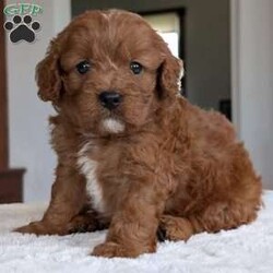 Ginger/Cavapoo									Puppy/Female	/5 Weeks,Hello everyone! Meet our precious little girl, Ginger. She is a beautiful Cavapoo puppy with a beautiful coat of soft, wavy hair! Her mom is a beautiful mini poodle and dad is a cavalier. Ginger will be between 10 and 15lbs fully grown.  She has a very sweet temperament and is very sweet and loving. She is sure to melt your heart with all her cuteness! She will be available to her new home on July 30th. Ginger is a very happy and healthy little gal!