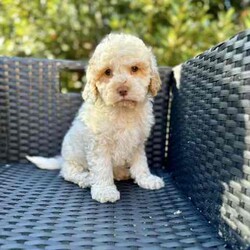 Handsome Cockapoo male puppies fleece coats /Poodle (Toy)/Male/Younger Than Six Months,An exceptional litter of Cockapoo male puppies born on the 18/05/24 and are ready for their new homes from 13/05/24PLEASE LEAVE A NUMBER IF INTERESTEDPic 1 and 2 boy 1Pic 3 and 4 boy 2We encourage you read the full advertisement prior to yourThese pups are very suited to an apartment life style provided they are exercised .This exceptional litter has 3 males-that-will weigh in at 7-10kg at adulthoodCockapoos are a x between a toy poodle and a cocker spanielThese puppies have beenVet checked ✅Microchipped ✅Wormed ✅Vaccinated ✅THESE PUPPIES COME WITHMicrochip and Vaccination Cerificate ✅1 year genetic health guarantee ✅Puppy Pack ✅1 x Blanket with mum and sibling scent ✅2 x bowls food and water ✅1x Toy ✅1 x packet of food to start you off with ✅4-8 week free pet insurance is available on line by most insurers this is available for all and not a gift from advertisers ✅They are available not desexed but we highly encourage you to do soWe can recommend our Vet that works with us for the best rates and safest procedures .Puppies prices are not negotiableAnd serious inquires are urgedLeave your name and number via gumtree and I will get back to you .We are registered with Rpba 2116Similar size to Cavoodle poodle Maltese x shitzu Moodles and cavaliers and spoodle