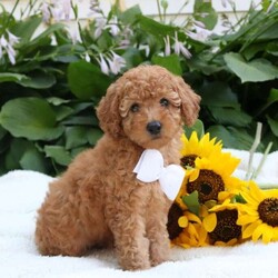 Leo/Toy Poodle									Puppy/Male	/May 18th, 2024,Meet Leo! This kissable Toy Poodle puppy is vet checked & up to date on shots & wormer. He is registered with the ACA, plus comes with a 30 day health guarantee provided by the breeder! Leo is well socialized & currently being family raised with children! If you would like more information on this sweetheart, please contact Michael Zimmerman today!