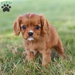 Rally/Cavalier King Charles Spaniel									Puppy/Female	/6 Weeks,Meet Rally, our charming ACA Cavalier King Charles Spaniel puppy! Her silky, flowing fur and soulful eyes make her the picture of elegance. She has a gentle, affectionate personality, always ready to shower you with love and companionship. She is incredibly friendly and loves meeting new people and pets. Whether she’s curled up beside you or exploring the yard with her playful spirit, she’ll bring warmth and joy to every moment. Get ready for endless love and loyalty with Rally, the sweetest Cavalier around!