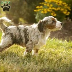 Sadie/Bernedoodle									Puppy/Female	/6 Weeks,Greetings from Homestead Companions! Hi, I am Sadie, a tricolored blue merle Bernedoodle female. 