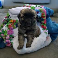 Adopt a dog:Mercury/Mixed Breed/Male/Baby,THE FOLLOWING PET IS FOSTERED IN COLORADO BUT AVAILABLE FOR TRANSPORT!!! Details below...

Meet Mercury, a resilient and lovable shepherd mix with a story that tugs at the heartstrings! Born on May 28th, Mercury's first moments were marked by a tumultuous tornado in Texas. He, along with his six siblings and their mama, were rescued from a dire hoarding situation just hours after birth. Despite his rough start, Mercury has grown into an affectionate and playful pup who loves to be around people.

Currently thriving in a foster home in Fort Collins, Colorado, Mercury is known for his gentle nature and eagerness to learn. He enjoys playtime and snuggles, always seeking out affection with his adorable little howl. Mercury is looking for a forever family who can provide him with the love, attention, and training he needs to flourish.

If you're ready to open your heart and home to a sweet, spirited pup, Mercury is eagerly waiting to meet you. Could you be the one to give this wonderful boy the forever family he's been hoping for?

OUR DOGS ARE FOSTERED IN TEXAS OR COLORADO BUT AVAILABLE FOR ADOPTION AND TRANSPORT OUT OF STATE. Read below for more information.

All of our dogs are located in a foster home in Texas or Colorado. Our dogs are transported to a predetermined location agreed upon by the rescue. The adoption contract and fee are finalized prior to transport. As a Mutts N Such direct adoption, the adoption interview/meet and greet occurs on video call (Skype, FB Messenger call, Facetime, etc).

Our out of state adoption fee is $350 plus transport (varies by location). This fee includes all current vaccinations, deworming, a registered microchip, fecal analysis, spay/neuter for pets 6 months & older, and a heartworm test if over 6 months old. All dogs will be current on flea/heartworm prevention. A health exam will be completed and a certificate issued by a veterinarian within 10 days. If you are interested in adopting, please complete our application:

https://petstablished.com/adoption_form/57167/generic