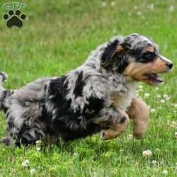 Izzy/Bernedoodle									Puppy/Female	/8 Weeks,Meet Izzy, she will melt your heart with her cuteness, super sweet loving temperament and personality. 