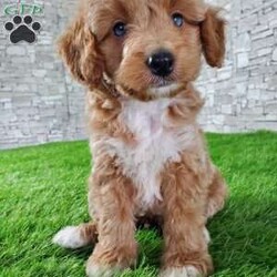 SABAN/Bernedoodle									Puppy/Male	/6 Weeks,LOOK AT ME! LOOK AT MY EYES  THEY ARE PARTLY  BLUE! I’m an F1B HYPOALERGENIC  little ball of fur. Come meet me or I can be transported to your front door for a small additional fee. Text or call for more information. 