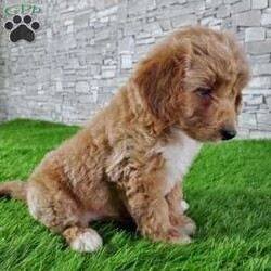 SABAN/Bernedoodle									Puppy/Male	/6 Weeks,LOOK AT ME! LOOK AT MY EYES  THEY ARE PARTLY  BLUE! I’m an F1B HYPOALERGENIC  little ball of fur. Come meet me or I can be transported to your front door for a small additional fee. Text or call for more information. 