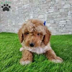 SABAN/Bernedoodle									Puppy/Male	/6 Weeks,LOOK AT ME! LOOK AT MY EYES  THEY ARE PARTLY  BLUE! I’m an F1B HYPOALERGENIC  little ball of fur. Come meet me or I can be transported to your front door for a small additional fee. Text or call for more information. 