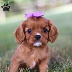 Rally/Cavalier King Charles Spaniel									Puppy/Female	/6 Weeks,Meet Rally, our charming ACA Cavalier King Charles Spaniel puppy! Her silky, flowing fur and soulful eyes make her the picture of elegance. She has a gentle, affectionate personality, always ready to shower you with love and companionship. She is incredibly friendly and loves meeting new people and pets. Whether she’s curled up beside you or exploring the yard with her playful spirit, she’ll bring warmth and joy to every moment. Get ready for endless love and loyalty with Rally, the sweetest Cavalier around!