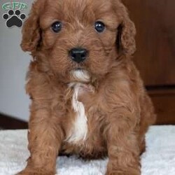 Ginger/Cavapoo									Puppy/Female	/5 Weeks,Hello everyone! Meet our precious little girl, Ginger. She is a beautiful Cavapoo puppy with a beautiful coat of soft, wavy hair! Her mom is a beautiful mini poodle and dad is a cavalier. Ginger will be between 10 and 15lbs fully grown.  She has a very sweet temperament and is very sweet and loving. She is sure to melt your heart with all her cuteness! She will be available to her new home on July 30th. Ginger is a very happy and healthy little gal!