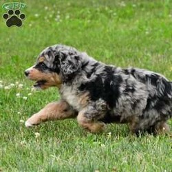 Izzy/Bernedoodle									Puppy/Female	/8 Weeks,Meet Izzy, she will melt your heart with her cuteness, super sweet loving temperament and personality. 