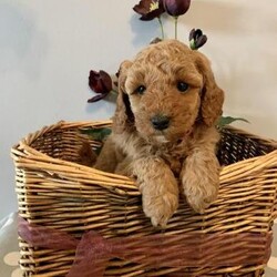 Adopt a dog:F1BB Cavapoo Puppies 2 Boys now Available/Cavapoo/Mixed Litter/7 weeks,Welcome to our advert of our Five beautiful F1BB Cavapoo puppies. 4 Boys and 1 Red Girl. 2 Now Reserved

Born on 31st May and Ready to leave at 8 weeks old - Viewings will be when they are 4 weeks old which will be towards the end of June.

Mother is our family pet an Apricot Cavapoo with a loving nature who loves to be around you and a perfect lap dog. She is very affectionate, smart and very playful.

She has clear health checks for the following:
- Dry eye Curley coat syndromes (CCS)
- Episodic falling
- PRCD Pra Progressive Retinal Atrophy

Dad is a Miniature Red Poodle with a full Pedigree history. He is fully health checked and clear of the following:
- Degenerative Myeloma (DM) Gangliosidosis GM2
- Neonatal Encephalopathy with Seizures (NEWS)
- Progressive Retinal Atrophy (Rod-Cone Dysplasia 4) (RCD4)
- Von Willebrand Disease I (VWD1)
Documents are provided for both.

Mum will be available to see. Puppies have been reared in our family home and are used to a home environment.

They are experiencing household sounds and are socialised with our other family dogs.

Puppies will be non-shedding coats.

They will be provided with a document folder containing all their information, vet checks, first vaccination, details of microchip, worming and free 4 weeks pet insurance.

They also come with a puppy pack which includes a blanket with mum’s scent on which will help settle the puppy into their new home. Also some food and some playful toys.

If you’re interested we would ask you to fill out a brief questionnaire to make sure we are satisfied they are going to the right homes.

£1,450.00 Each

Many thanks for viewing. Lisa.