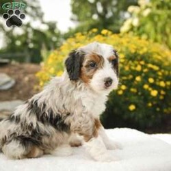 Sadie/Bernedoodle									Puppy/Female	/6 Weeks,Greetings from Homestead Companions! Hi, I am Sadie, a tricolored blue merle Bernedoodle female. 