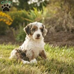 Sadie/Bernedoodle									Puppy/Female	/6 Weeks,Greetings from Homestead Companions! Hi, I am Sadie, a tricolored blue merle Bernedoodle female. 