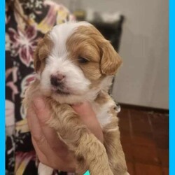 Toy poodle cross Maltese shih tzu ( shmoodle )/Maltese Shih Tzu/Both/Younger Than Six Months,I have a gorgeous litter of shmoodle puppies, They were born on the 9/06/24 and will be ready to go adter the 4th of agust. Shmoodle puppies are of a Maltese shihtzu Mother a pure bred toy poodle father. This breed are known for their quite and well behaved loving nature, this is a very popular breed for the whole family. Toy in size ranging from 4 kilos to 6 kilos. This gorgeous breed won't shed any hair, coat ranges from curly to straight hair. I have some reds with white markings and some apricots and cream.I'm a small breeder in Adelaide. My family pets are 2 shmoodle girls willow and pocket and 2 cavalier King Charles blenheim girl called baby and A Ruby girl called rosy, our gorgeous stud boy called Milo, red in color with very soft curly coat. I'm a fully accredited and registered breeder DACO140178 and also a member of RPBA 265As a registered breeder in SA we prioritize the health and well-being of our dogs and puppies, We provide a safe and clean environment with ample of space for the puppies to play in my home, they are loved, handled and played everyday by my children myself family and friends, our fur babies are part of our family and live in my home, no kennels or dog farm.