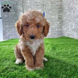 SABAN/Bernedoodle									Puppy/Male	/6 Weeks,LOOK AT ME! LOOK AT MY EYES  THEY ARE PARTLY  BLUE! I’m an F1B HYPOALERGENIC  little ball of fur. Come meet me or I can be transported to your front door for a small additional fee. Text or call for more information. 