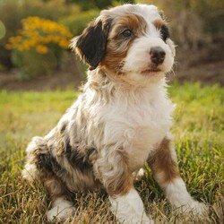 Sadie/Bernedoodle									Puppy/Female	/6 Weeks,Greetings from Homestead Companions! Hi, I am Sadie, a tricolored blue merle Bernedoodle female. 