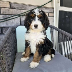 Luna/Bernedoodle									Puppy/Female	/11 Weeks,Luna is a beautiful an loving bernedoodle, she loves to play an cuddle with our children an is very well socialized!she is up to date on shots an deworming, she is vet checked an micro chipped an comes with a 1 year genetic health guarantee.call today to make her yours!