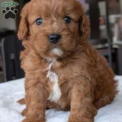 Ginger/Cavapoo									Puppy/Female	/5 Weeks,Hello everyone! Meet our precious little girl, Ginger. She is a beautiful Cavapoo puppy with a beautiful coat of soft, wavy hair! Her mom is a beautiful mini poodle and dad is a cavalier. Ginger will be between 10 and 15lbs fully grown.  She has a very sweet temperament and is very sweet and loving. She is sure to melt your heart with all her cuteness! She will be available to her new home on July 30th. Ginger is a very happy and healthy little gal!