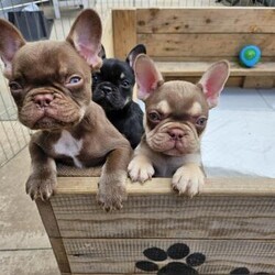 Reduced ready now bargain .French bulldog puppies. Last two/French bulldog/Mixed Litter/10 weeks,Last 2 ready
for forever homes now ....Here we have 5 stunning kc registered French bulldog puppies for sale , 1 girl ,4 boys . Mom to these beautiful puppies is name
 is daisy she is our family pet, she is lilac and tan in colour and small and true to type, dad is kinder he is chocolate and tan rojo small compact and true to type,
these puppies are and will be raised in a family home along
side mom , they will leave for there new homes ,microchipped,
first vaccine wormed and flead upto date. They will be well socialised around household day to day noises , they will also be raised around our whole family including children on a daily basis, available to reserve are .
Girl 1 ,
rojo
£ 800 available...
boy 1 , rojo £850 sold
boy 2 , black and tan
£ 750 sold
boy 3 , lilac and tan £ £850 sold
boy ,4 rojo
£ 550 available......
please note we will require a £ 300 pound deposit to reserve your choice of these beautiful puppies