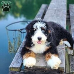 Mr Beast/Bernedoodle									Puppy/Male	/17 Weeks,Magnificent F1 medium bernedoodle teddybear…with stunning disposition…he will be approximately 50 – 60 lbs full grown…medium size with true bernese characteristics…amazing confirmation… Extremely intelligent…  any training will be a breeze… Very loyal and sweet just like a bernese mountain dog… He is an absolutely stunning specimen… All your neighbors will be jealous… These genetics are proven… For their stunning appearance… Deep rich non fading colors… Combined with the sweetest personality perfect for a service dog or therapy dog…the possibilities are endless… I highly recommend that you come meet us in person… or set up a time for a video call…