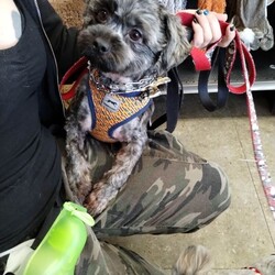 Adopt a dog:Cloud/Shih Tzu/Male/Young,**We are only fostering/adopting in the tri-state area-- (NYC/CT/NJ)**

Cloud is a year old Shorkie mix. He needs someone who has extensive dog experience. He is not for a home with kids. His owner passed away and he is up for adoption. Wee wee pad trained. To inquire about fostering (NJ/LI/NYC area) or adopting, fill out an application at www.heavenlyangelsanimalrescue.org