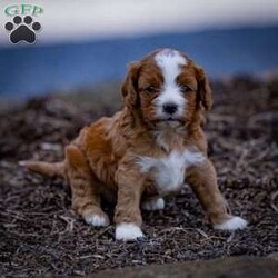 Ruby/Cavapoo									Puppy/Female	/5 Weeks,Charming and adorable Red and White Cavapoo Puppy, and I can’t wait to become a cherished member of your family.