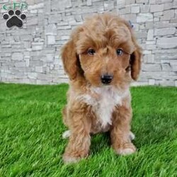 SABAN/Bernedoodle									Puppy/Male	/6 Weeks,LOOK AT ME! LOOK AT MY EYES  THEY ARE PARTLY  BLUE! I’m an F1B HYPOALERGENIC  little ball of fur. Come meet me or I can be transported to your front door for a small additional fee. Text or call for more information. 