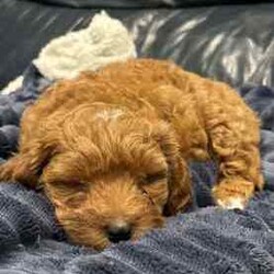 Toy poodle cross pup/Poodle (Toy)/Male/Younger Than Six Months,ShoodleNon-sheddingDNA clearMum (5kg) is a shoodle and Dad (2.5kg) is a toy poodle. 1 male pup available. Has been wormed at 2,4 and 6 weeks, as well as had his first vaccination and has been microchipped. Born on the 21st of May and will be ready his home from the 16th of July.