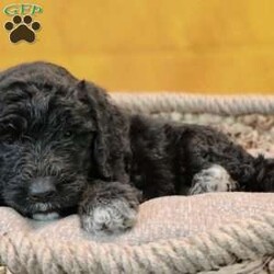 Eclipse/Goldendoodle									Puppy/Female	/May 21st, 2024,Eclipse is a sweet, slightly shy puppy. She’s likely going to be a very loyal companion to the one who chooses her as his/her very own best furry friend. She’s up to date on deworming and vaccinations, Vet checked with a Health Certificate and comes with a One Year Health Guarantee.