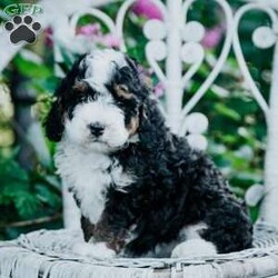 Shiloh/Mini Bernedoodle									Puppy/Female	/7 Weeks,Meet our sweet fur babies who are eager to meet their new family! You will find them very welcoming upon your visit! They have clear health papwrs from our vet, and will up to date on all their dewormings and vaccinations.