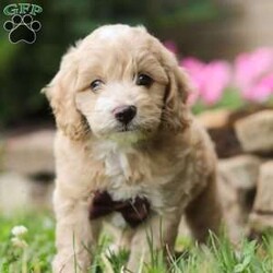 Myles/Cockapoo									Puppy/Male	/7 Weeks,Meet Myles, the gorgeous Cockapoo! He is the perfect blend of Poodle and Cocker Spaniel puppy, with soft curls that bounce with every step he takes. His twinkling eyes mirror the mischief he gets into, and his little tail never stops wagging, spreading joy wherever he goes. With his endearing puppy eyes and a penchant for cuddles, he loves playtime and learning new tricks to impress his favorite humans. With this little one around, every day is a new adventure filled with puppy love and endless tail wags! Momma to this baby is a adorable Cocker Spaniel named Lassie, she is the best momma to her little ones. The dad is named Teddy he loves going on walks and hanging out with his favorite people. Teddy is a darling Poodle that weighs 10lbs. Myles has received the utmost care and attention since day one, he will arrive at his new home with the first veterinary check already complete, microchipped, our one year genetic health guarantee, and current on vaccinations and dewormer. Whether you’re seeking a playful partner for outdoor adventures this summer or a cuddly companion for cozy evenings, our puppy is sure to bring warmth and joy to your home. If you would like to schedule a visit with one of the babies or have any more questions, please give me a call Thanks! Steven Miller 