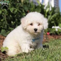 Victor/Bichon Frise									Puppy/Male	/8 Weeks,Introducing Victor, the sweetest ACA Bichon Frise who is ready to bring endless joy and love into your life! With his fluffy white coat and cheerful personality, Victor is the perfect little companion. Victor is full of energy and loves to explore his surroundings. Bichon Frises are known for their friendly and gentle nature, making them great with kids and other pets. Victor is always ready for an adventure, whether it’s a walk in the park or a play session in the backyard. Victor is eager to find his forever home where he can share his love and bring smiles to all the people around him.