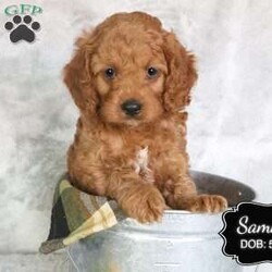 Sammy/Cavapoo									Puppy/Male	/May 20th, 2024,Sammy is a male ruby Cavapoo puppy, born to our pet Cavalier King Charles Spaniel – Snickers. The sire, Tucker, is a miniature poodle. He is family raised on a farm in central Pennsylvania.