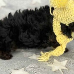 Ready to go now - Teacup Yorkie-poo pups 100% dna clear /Yorkshire Terrier/Both/Younger Than Six Months,BIN0010069095428RPBA memberJust 2 girls now available.White face puppy is a boy - blue beanie - middle size…still tiny…Black face is a girl - pink beanie (a bit longer in the body, a bit wider and shorter to the ground)Black and tan face puppy is a girl - yellow scarf (tiniest…most confident)This breed is so cool…tiny, cute as a button, playful, loving, loyal, clever, water loving, no aggression ever, shaggy floppy teddy bears just waiting to be your best friend. Way better than a cavoodle, groodle, Spoodle or other oodle .Our beautiful purebred yorkshire terrier girl and our gorgeous purebred red tiny teacup toy poodle have welcomed in a litter of first generation Yorkie poo puppies.They are crazy healthy - super tiny, full of beans, chunky, soft, squishy and loving.They are all toilet trained to go on their puppy pads. They have begun doggy door training and crate training for sleeping only.Our pups are given puppy culture training so we expose them early to different scents, sounds and experiences so they’re more resilient and settled with you.Our parents are 100% purebred. They are both 100% dna clear. They both live with us, are our pets and will always do. You are encouraged to meet them with the pups.Our mum breezed through her pregnancy and has been an incredible mum. Pups are fat, happy and so silky. Mum has done an amazing job keeping them full, clean and behaving.BIN0010069095428RPBA memberOur parents must have great personalities - loving, calm, friendly…not barkers, not bitey, not anxious. It helps create pups that have similar temperaments.Pups have been:✅ Given fresh frozen plasma at birth✅ Vet checked✅ Microchipped✅ Vaccinated✅ Wormed (fortnightly from 2 weeks old)Pups come with…✅ 6 weeks free puppy insurance✅ Soft crate (litter scented) to travel and sleep in✅ Baby blanket (litter scented)✅ Cuddle toy (litter scented)✅ Bag of Royal Canin Mini Puppy food✅ Digital thermometer✅ Microchip online transfer fee done and paid✅ 10 week wormer dose done✅ Vaccination schedule and passport✅ Puppy booklet explaining everything we’ve done with your pup so far and everything we recommend you do moving forward plus it has grooming and training tips, recipes and more.✅ 24/7 lifetime support and adviceMum is 100% no shed as is dad.Before enquiring we ask that you are sure you are ready to give one of our pups a home for their lifetime. Please also ensure you have permission from real estates, partners, parents etc before enquiring.We need to know about your life and the life you would offer our babies to make sure we match.Please message ******** 004 if interested in our fur babies. REVEAL_DETAILS 
