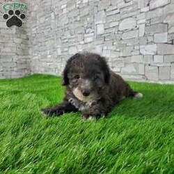 SAMSON/Bernedoodle									Puppy/Male	/6 Weeks,LOOK AT ME! IM a healthy happy friendly fluffy little puppy !I would love to be your friend! I’m an F1B HYPOALERGENIC Little  ball of fur. Come meet me or I can be transported to your front door for a small additional fee. Text or call for more information. 