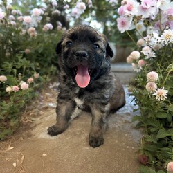 Adopt a dog:Mercury/Mixed Breed/Male/Baby,THE FOLLOWING PET IS FOSTERED IN COLORADO BUT AVAILABLE FOR TRANSPORT!!! Details below...

Meet Mercury, a resilient and lovable shepherd mix with a story that tugs at the heartstrings! Born on May 28th, Mercury's first moments were marked by a tumultuous tornado in Texas. He, along with his six siblings and their mama, were rescued from a dire hoarding situation just hours after birth. Despite his rough start, Mercury has grown into an affectionate and playful pup who loves to be around people.

Currently thriving in a foster home in Fort Collins, Colorado, Mercury is known for his gentle nature and eagerness to learn. He enjoys playtime and snuggles, always seeking out affection with his adorable little howl. Mercury is looking for a forever family who can provide him with the love, attention, and training he needs to flourish.

If you're ready to open your heart and home to a sweet, spirited pup, Mercury is eagerly waiting to meet you. Could you be the one to give this wonderful boy the forever family he's been hoping for?

OUR DOGS ARE FOSTERED IN TEXAS OR COLORADO BUT AVAILABLE FOR ADOPTION AND TRANSPORT OUT OF STATE. Read below for more information.

All of our dogs are located in a foster home in Texas or Colorado. Our dogs are transported to a predetermined location agreed upon by the rescue. The adoption contract and fee are finalized prior to transport. As a Mutts N Such direct adoption, the adoption interview/meet and greet occurs on video call (Skype, FB Messenger call, Facetime, etc).

Our out of state adoption fee is $350 plus transport (varies by location). This fee includes all current vaccinations, deworming, a registered microchip, fecal analysis, spay/neuter for pets 6 months & older, and a heartworm test if over 6 months old. All dogs will be current on flea/heartworm prevention. A health exam will be completed and a certificate issued by a veterinarian within 10 days. If you are interested in adopting, please complete our application:

https://petstablished.com/adoption_form/57167/generic