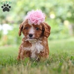 Flower/Cavapoo									Puppy/Female	/6 Weeks,Flower is the definition of “pawsitively” delightful! She’s an adorable Cavapoo baby, always ready to brighten your day with her playful antics. This little gal is incredibly affectionate, and loves snuggles, making her the perfect cuddle buddy. Her friendly nature and boundless energy will keep you entertained, and her loyalty will warm your heart. Don’t miss out on a lifetime of an endless amount of puppy kisses and love, she will grow to be a darling teddy bear.