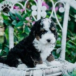 Shiloh/Mini Bernedoodle									Puppy/Female	/7 Weeks,Meet our sweet fur babies who are eager to meet their new family! You will find them very welcoming upon your visit! They have clear health papwrs from our vet, and will up to date on all their dewormings and vaccinations.