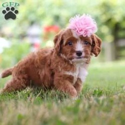 Flower/Cavapoo									Puppy/Female	/6 Weeks,Flower is the definition of “pawsitively” delightful! She’s an adorable Cavapoo baby, always ready to brighten your day with her playful antics. This little gal is incredibly affectionate, and loves snuggles, making her the perfect cuddle buddy. Her friendly nature and boundless energy will keep you entertained, and her loyalty will warm your heart. Don’t miss out on a lifetime of an endless amount of puppy kisses and love, she will grow to be a darling teddy bear.