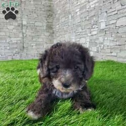 SAMSON/Bernedoodle									Puppy/Male	/6 Weeks,LOOK AT ME! IM a healthy happy friendly fluffy little puppy !I would love to be your friend! I’m an F1B HYPOALERGENIC Little  ball of fur. Come meet me or I can be transported to your front door for a small additional fee. Text or call for more information. 