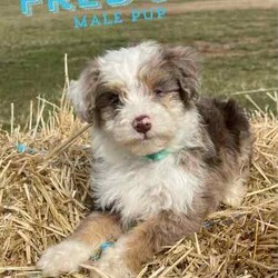 F1 Mini Bordoodle puppies /Poodle (Toy)/Both/Younger Than Six Months,Valleyrose Boredoodles have a litter of 10 gorgeous puppies available for their forever homes 
