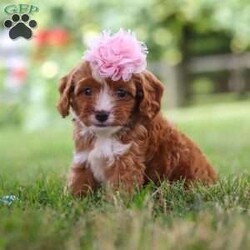 Flower/Cavapoo									Puppy/Female	/6 Weeks,Flower is the definition of “pawsitively” delightful! She’s an adorable Cavapoo baby, always ready to brighten your day with her playful antics. This little gal is incredibly affectionate, and loves snuggles, making her the perfect cuddle buddy. Her friendly nature and boundless energy will keep you entertained, and her loyalty will warm your heart. Don’t miss out on a lifetime of an endless amount of puppy kisses and love, she will grow to be a darling teddy bear.