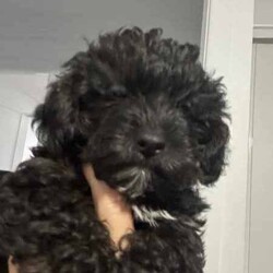 Ready to go now - Teacup Yorkie-poo pups 100% dna clear /Yorkshire Terrier/Both/Younger Than Six Months,BIN0010069095428RPBA memberJust 2 girls now available.White face puppy is a boy - blue beanie - middle size…still tiny…Black face is a girl - pink beanie (a bit longer in the body, a bit wider and shorter to the ground)Black and tan face puppy is a girl - yellow scarf (tiniest…most confident)This breed is so cool…tiny, cute as a button, playful, loving, loyal, clever, water loving, no aggression ever, shaggy floppy teddy bears just waiting to be your best friend. Way better than a cavoodle, groodle, Spoodle or other oodle .Our beautiful purebred yorkshire terrier girl and our gorgeous purebred red tiny teacup toy poodle have welcomed in a litter of first generation Yorkie poo puppies.They are crazy healthy - super tiny, full of beans, chunky, soft, squishy and loving.They are all toilet trained to go on their puppy pads. They have begun doggy door training and crate training for sleeping only.Our pups are given puppy culture training so we expose them early to different scents, sounds and experiences so they’re more resilient and settled with you.Our parents are 100% purebred. They are both 100% dna clear. They both live with us, are our pets and will always do. You are encouraged to meet them with the pups.Our mum breezed through her pregnancy and has been an incredible mum. Pups are fat, happy and so silky. Mum has done an amazing job keeping them full, clean and behaving.BIN0010069095428RPBA memberOur parents must have great personalities - loving, calm, friendly…not barkers, not bitey, not anxious. It helps create pups that have similar temperaments.Pups have been:✅ Given fresh frozen plasma at birth✅ Vet checked✅ Microchipped✅ Vaccinated✅ Wormed (fortnightly from 2 weeks old)Pups come with…✅ 6 weeks free puppy insurance✅ Soft crate (litter scented) to travel and sleep in✅ Baby blanket (litter scented)✅ Cuddle toy (litter scented)✅ Bag of Royal Canin Mini Puppy food✅ Digital thermometer✅ Microchip online transfer fee done and paid✅ 10 week wormer dose done✅ Vaccination schedule and passport✅ Puppy booklet explaining everything we’ve done with your pup so far and everything we recommend you do moving forward plus it has grooming and training tips, recipes and more.✅ 24/7 lifetime support and adviceMum is 100% no shed as is dad.Before enquiring we ask that you are sure you are ready to give one of our pups a home for their lifetime. Please also ensure you have permission from real estates, partners, parents etc before enquiring.We need to know about your life and the life you would offer our babies to make sure we match.Please message ******** 004 if interested in our fur babies. REVEAL_DETAILS 