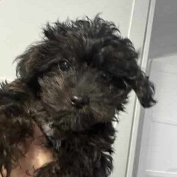 Ready to go now - Teacup Yorkie-poo pups 100% dna clear /Yorkshire Terrier/Both/Younger Than Six Months,BIN0010069095428RPBA memberJust 2 girls now available.White face puppy is a boy - blue beanie - middle size…still tiny…Black face is a girl - pink beanie (a bit longer in the body, a bit wider and shorter to the ground)Black and tan face puppy is a girl - yellow scarf (tiniest…most confident)This breed is so cool…tiny, cute as a button, playful, loving, loyal, clever, water loving, no aggression ever, shaggy floppy teddy bears just waiting to be your best friend. Way better than a cavoodle, groodle, Spoodle or other oodle .Our beautiful purebred yorkshire terrier girl and our gorgeous purebred red tiny teacup toy poodle have welcomed in a litter of first generation Yorkie poo puppies.They are crazy healthy - super tiny, full of beans, chunky, soft, squishy and loving.They are all toilet trained to go on their puppy pads. They have begun doggy door training and crate training for sleeping only.Our pups are given puppy culture training so we expose them early to different scents, sounds and experiences so they’re more resilient and settled with you.Our parents are 100% purebred. They are both 100% dna clear. They both live with us, are our pets and will always do. You are encouraged to meet them with the pups.Our mum breezed through her pregnancy and has been an incredible mum. Pups are fat, happy and so silky. Mum has done an amazing job keeping them full, clean and behaving.BIN0010069095428RPBA memberOur parents must have great personalities - loving, calm, friendly…not barkers, not bitey, not anxious. It helps create pups that have similar temperaments.Pups have been:✅ Given fresh frozen plasma at birth✅ Vet checked✅ Microchipped✅ Vaccinated✅ Wormed (fortnightly from 2 weeks old)Pups come with…✅ 6 weeks free puppy insurance✅ Soft crate (litter scented) to travel and sleep in✅ Baby blanket (litter scented)✅ Cuddle toy (litter scented)✅ Bag of Royal Canin Mini Puppy food✅ Digital thermometer✅ Microchip online transfer fee done and paid✅ 10 week wormer dose done✅ Vaccination schedule and passport✅ Puppy booklet explaining everything we’ve done with your pup so far and everything we recommend you do moving forward plus it has grooming and training tips, recipes and more.✅ 24/7 lifetime support and adviceMum is 100% no shed as is dad.Before enquiring we ask that you are sure you are ready to give one of our pups a home for their lifetime. Please also ensure you have permission from real estates, partners, parents etc before enquiring.We need to know about your life and the life you would offer our babies to make sure we match.Please message ******** 004 if interested in our fur babies. REVEAL_DETAILS 