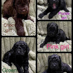 Tiny F1b Toy Cavoodles DNA clear avail 27/7/Poodle (Toy)/Both/Younger Than Six Months,Our teeny tiny F1b Toy Cavoodles are ready for their furever homes.Our beautiful babies are raised and loved on within our home.Nelly (mum) is our gorgeous 1st generation Cavoodle furbaby - Milo (dad) is a stud chocolate toy poodle.Puppies are well socialised and are used to children and other animals.They are 8 weeks old (27/7) - we encourage visits (FaceTime ect if not local)Puppy’s have been vet checked, chipped and their first vax.Puppies are DNA clear.Boy $1500 (SOLD)Pink girl $2000 (SOLD)Green girl $2000 (SOLD)Purple girl $2000Chocolate girl $3000 (SOLD)Happy to answer any questions via email or mobile phone.We are located in Tamworth NSW.