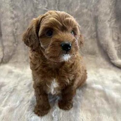 Toy poodle cross pup/Poodle (Toy)/Male/Younger Than Six Months,ShoodleNon-sheddingDNA clearMum (5kg) is a shoodle and Dad (2.5kg) is a toy poodle. 1 male pup available. Has been wormed at 2,4 and 6 weeks, as well as had his first vaccination and has been microchipped. Born on the 21st of May and will be ready his home from the 16th of July.